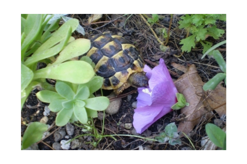 Dieta semplificata Testudo hermanni