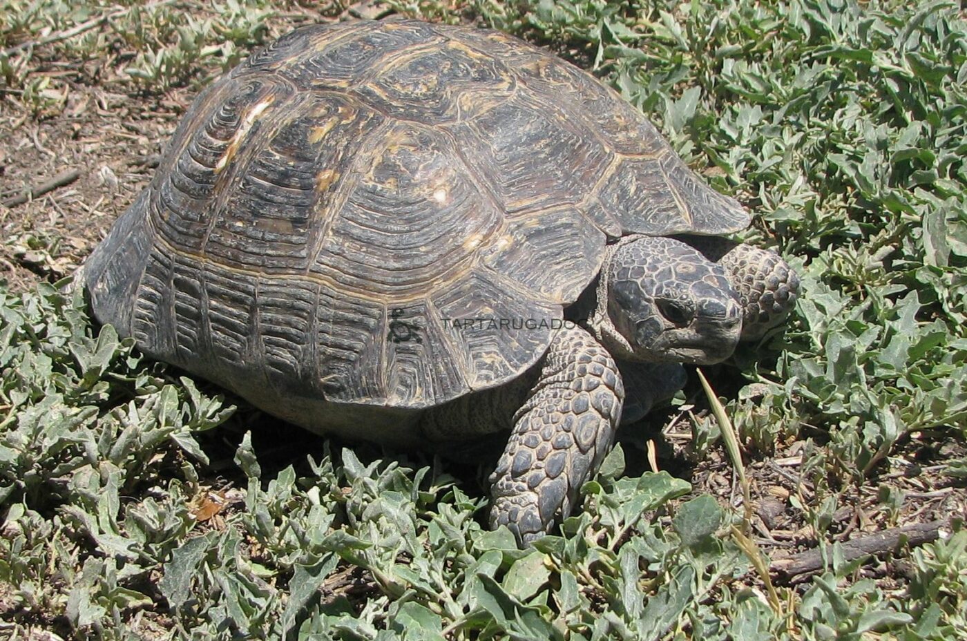 Testudo Graeca Armeniaca