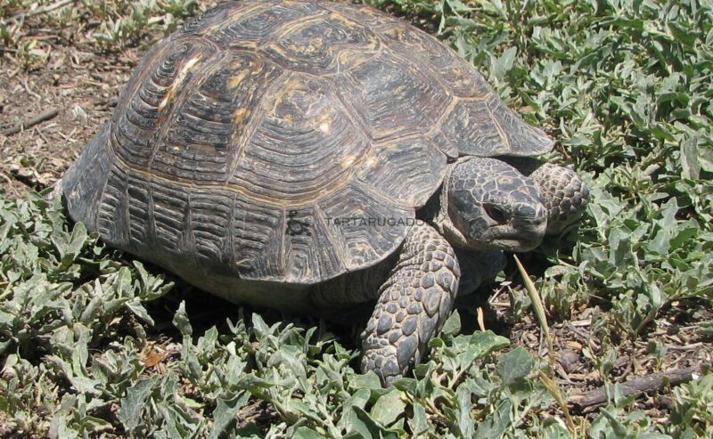 Testudo Graeca Armeniaca